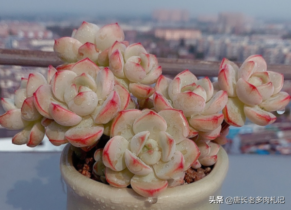 多肉蜜桃格林和香草比斯，二者長得確實挺像，但細看卻有5處不同