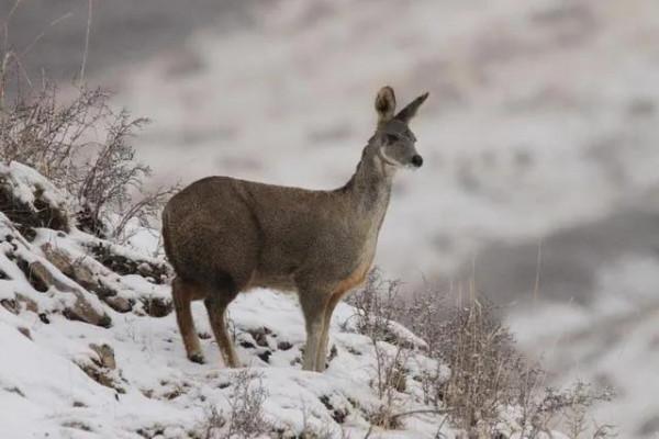 李西的神奇動物就在你我身邊——馬麝
