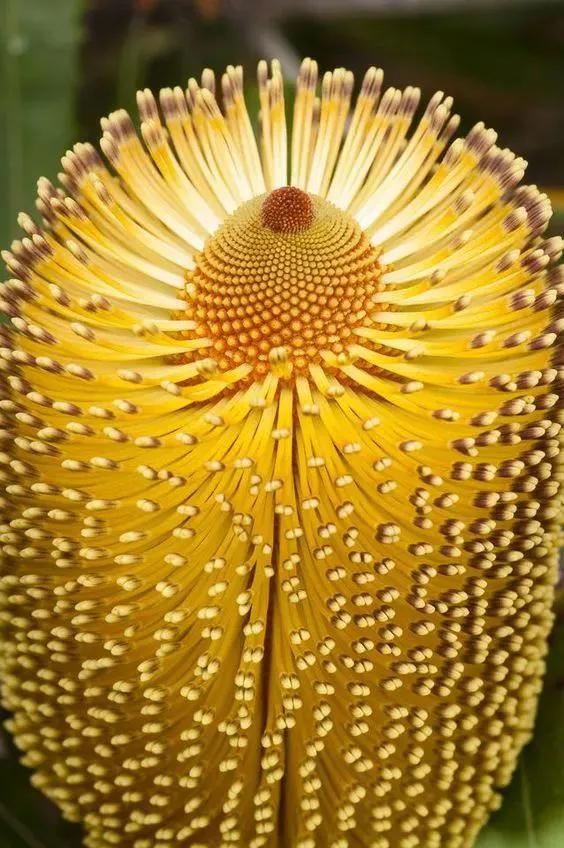 22種奇異的花欣賞之二