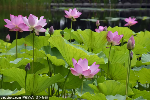 少為人知！北京市屬公園隱藏“園中園”詳細遊覽攻略，快收藏（下）
