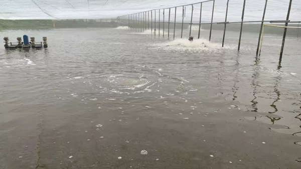 一口普通的淡水蝦塘，他們竟能做到畝產2000多斤，獲利3萬多&sol;畝