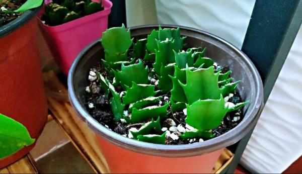 扦插5種花，不用等到春天，現在扦插也容易成活