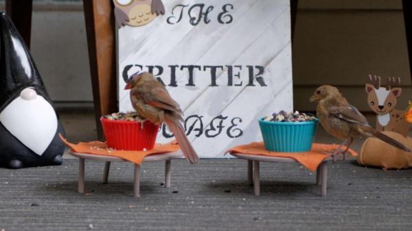 貓咪當店長,松鼠小鳥是食客,美國這個露天迷你咖啡店,太萌了 貓咪當店長,松鼠小鳥是食客,美國這個露天迷你咖啡店,太萌了
