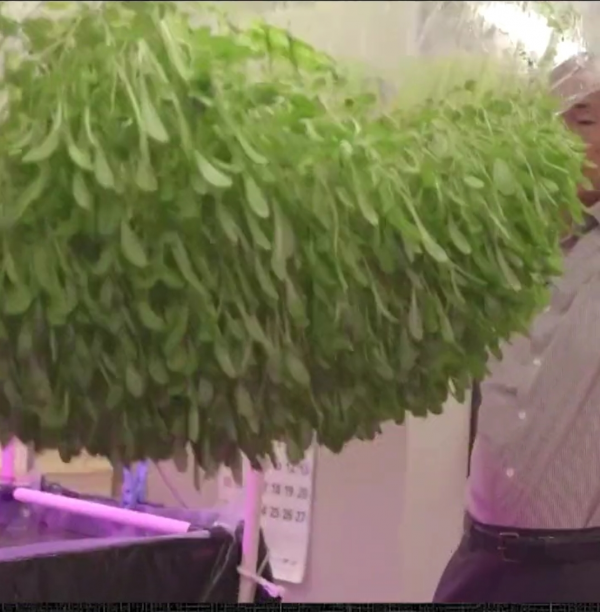 日本教授薄膜上種菜是傳統蔬菜產量6倍,放90℃熱水溶解,有前景 日本教授薄膜上種菜是傳統蔬菜產量6倍,放90℃熱水溶解,有前景