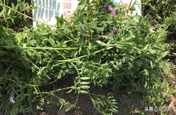箭筈豌豆，一種耐寒、耐旱、耐瘠薄的高效綠肥，看是如何栽培的？