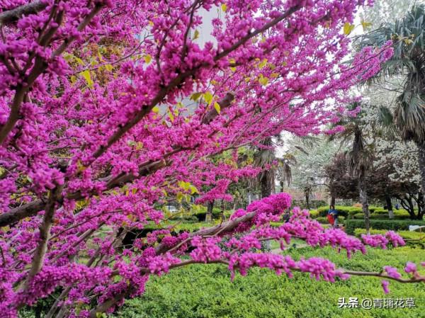 如果有庭院，記得種上這4種“仙樹”，開花時真是迷死人