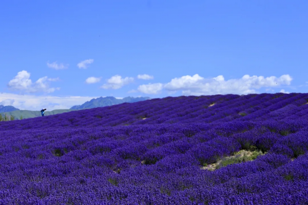 2021年，新疆非去不可，新疆怎麼玩，看完這一篇就夠了