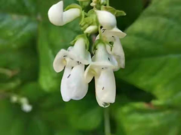 吡蟲啉的五個最佳使用搭配,能防治10多種害蟲,效果還能翻倍 吡蟲啉的五個最佳使用搭配,能防治10多種害蟲,效果還能翻倍