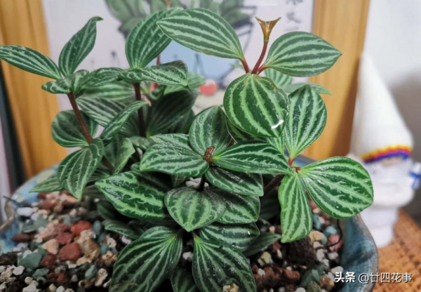 10種綠植“小而美”，適合室內，耐陰好養，顏值高有格調