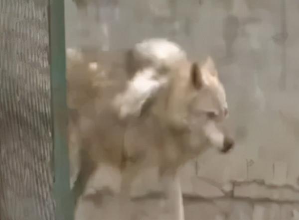 動物園狼區驚現一隻中華田園犬，園方：已同居5年，相處融洽