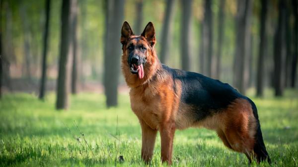 動物世界大全 第六章 哺乳動物(三)圖文解析每天為你展現動物知識 動物世界大全 第六章 哺乳動物(三)圖文解析每天為你展現動物知識