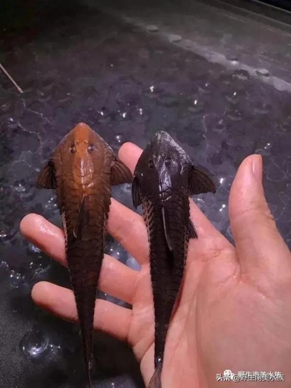 每天認識一種南美魚｜（72）陰陽直升機