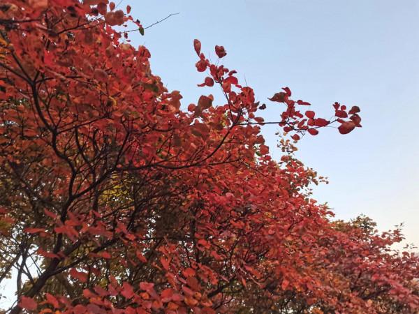 圭峰紅葉遍山,九小時歷程卻讓人驚心 圭峰紅葉遍山,九小時歷程卻讓人驚心
