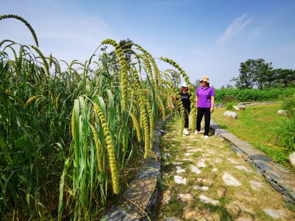 北京最大的一塊地熱田原來在這裡! 北京最大的一塊地熱田原來在這裡!