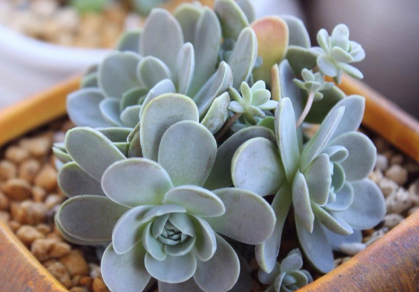 多肉側芽少怎麼辦?試試這3種方法,操作簡單,爆頭效果好 多肉側芽少怎麼辦?試試這3種方法,操作簡單,爆頭效果好