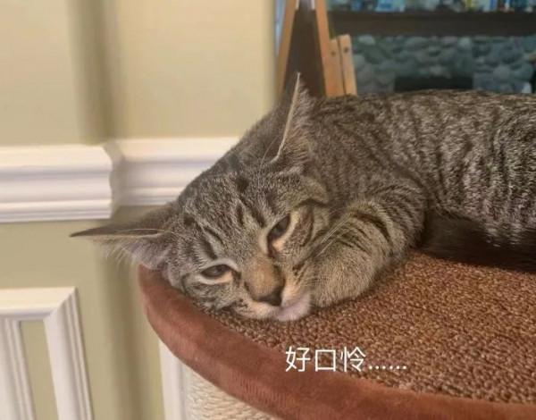 對人類幼崽佛系淡定的老母親，為什麼卻會被貓咪激發焦慮體質？