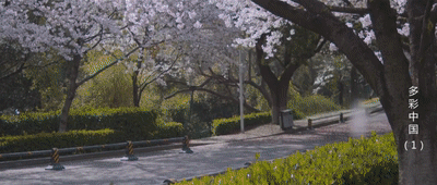 全國賞春花時間表出爐！你的家鄉上榜了嗎？