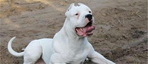 我國被“禁養”的10種猛犬，你以為藏獒的戰鬥力真的很弱嗎？