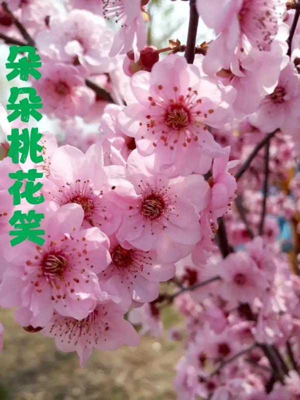 今天是元旦，幾位老齡朋相邀上幾百米的高山頂上某國營林場度假