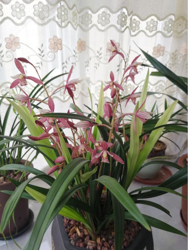 你養的未必是蘭花,種類多差別細,國蘭種類大科普 你養的未必是蘭花,種類多差別細,國蘭種類大科普