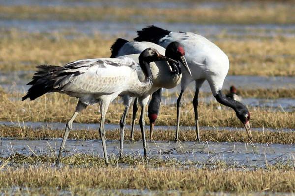 我愛大自然#黑頸鶴