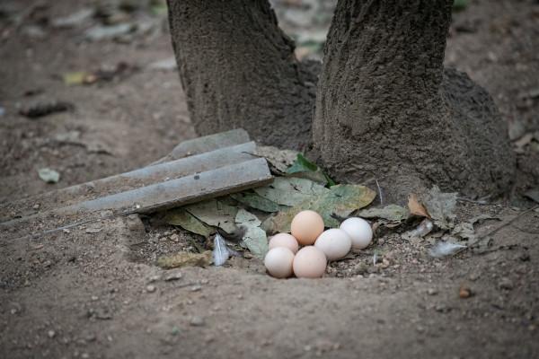 賣雞蛋一年賣出2.5億元,南陽“雞蛋哥”入駐多多豐收館 賣雞蛋一年賣出2.5億元,南陽“雞蛋哥”入駐多多豐收館