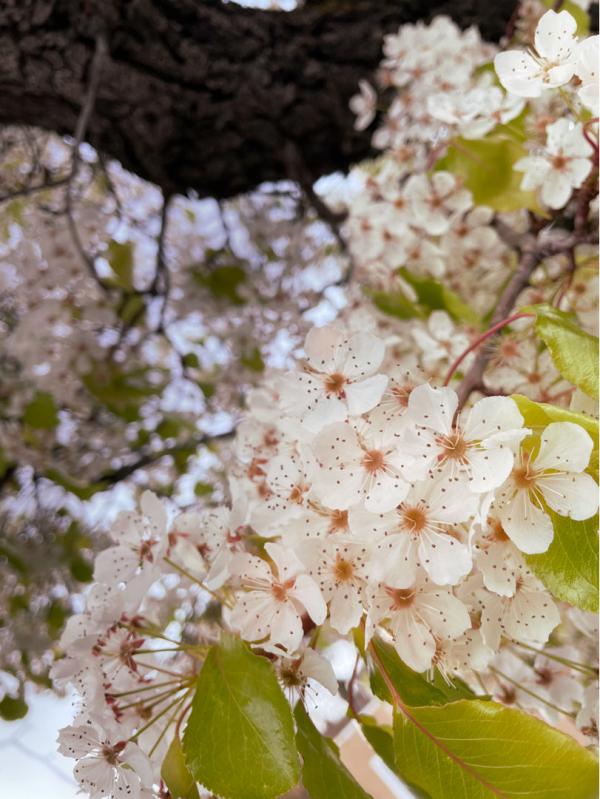 前方有花粉,花粉過敏者請小心!當然,也有花對你友好 前方有花粉,花粉過敏者請小心!當然,也有花對你友好