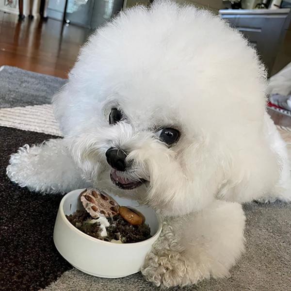 狗子在吃東西，看到主人靠近就變得很兇，但其實它都是裝的