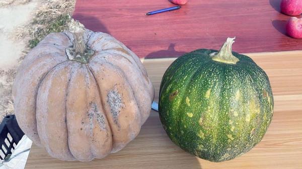 小朋友的天地動物的樂園—水榭萍鄉親子莊園