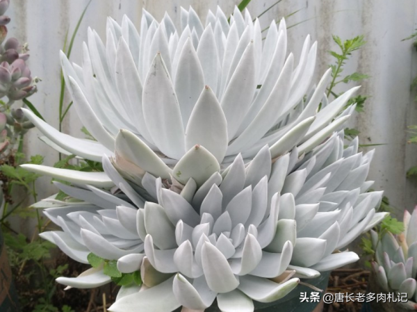 據說養多肉也有等級之分,一共6個等級,來看你達到哪個等級了? 據說養多肉也有等級之分,一共6個等級,來看你達到哪個等級了?