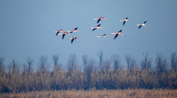 條子泥飛來10只火烈鳥，數量歷年之最