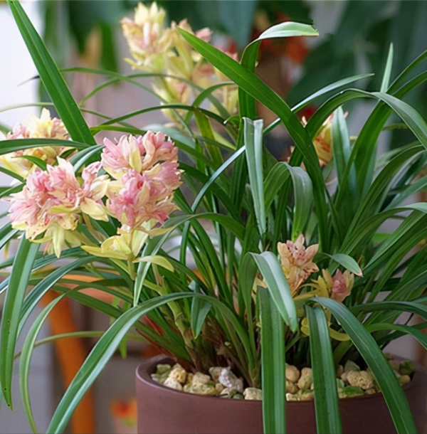 適合客廳養的5種漂亮花,喜慶大氣又吉祥,幸福感滿滿 適合客廳養的5種漂亮花,喜慶大氣又吉祥,幸福感滿滿