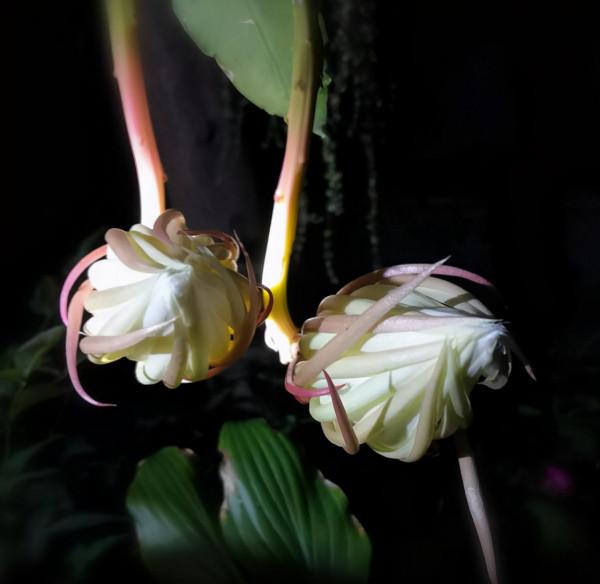 夜深人靜,這4種花卻在悄悄爭奇鬥豔,你留意過嗎? 夜深人靜,這4種花卻在悄悄爭奇鬥豔,你留意過嗎?