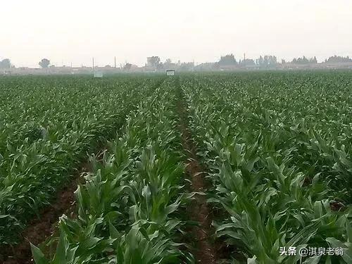 夏玉米&OpenCurlyDoubleQuote;五改&rdquo;種植法，畝產能輕鬆達1500斤