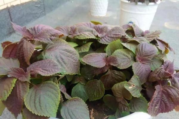 在陽臺種9種水果蔬菜，生長快，產量高，有營養，大人孩子都愛吃