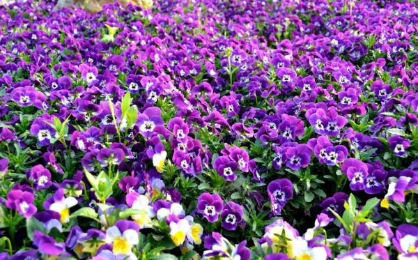 24種紫色花草,高貴而優雅,比綠蘿吊蘭好看多了 24種紫色花草,高貴而優雅,比綠蘿吊蘭好看多了