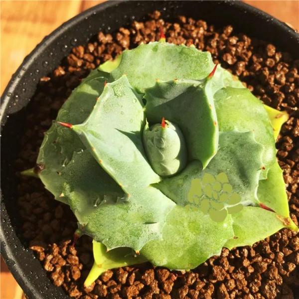 居家優雅的綠植（二）