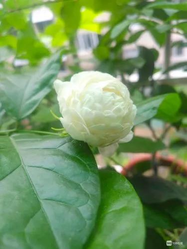 茉莉花中的佼佼者 虎頭茉莉