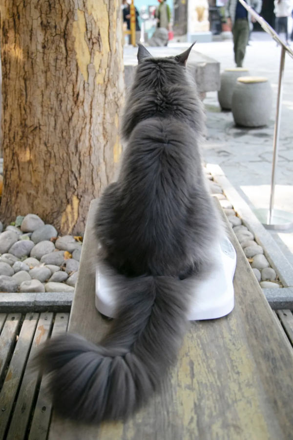 秋膘貼得好不好,體重秤上見分曉 秋膘貼得好不好,體重秤上見分曉