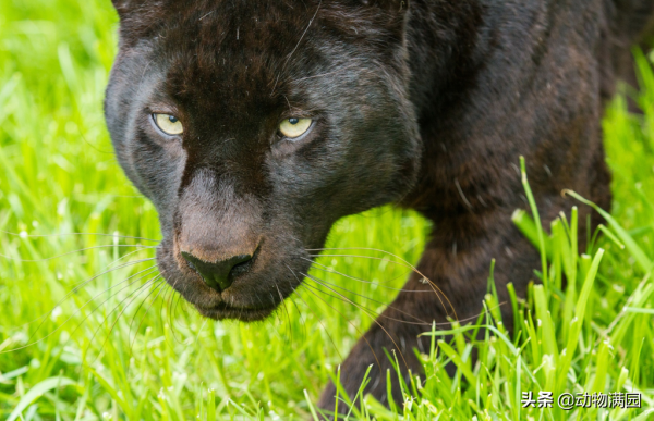 物種百科：黑豹