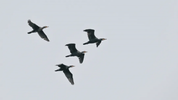 「山西鳥類圖鑑」| 鸕鷀