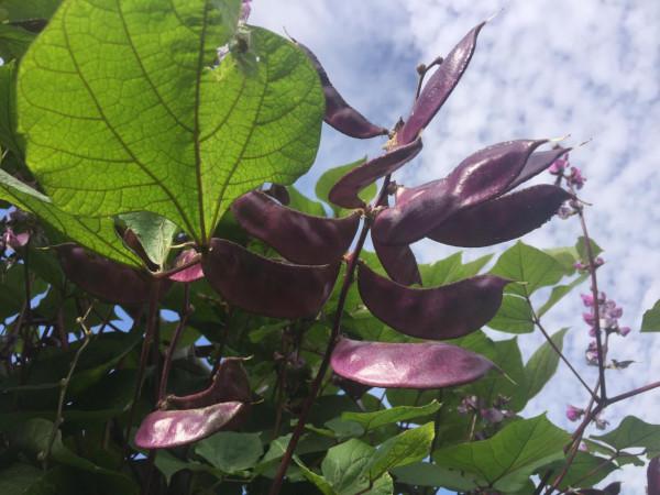 總想種點菜,病蟲害太煩人了,掌握這些竅門,病蟲少,幾乎不打藥 總想種點菜,病蟲害太煩人了,掌握這些竅門,病蟲少,幾乎不打藥