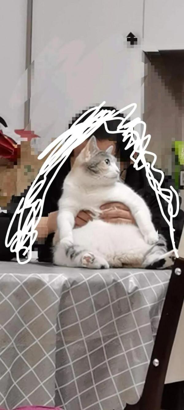 貓,一個神奇的物種 貓,一個神奇的物種