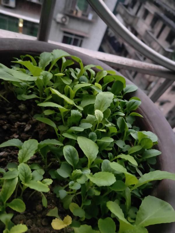 疫情來了也不怕沒青菜吃