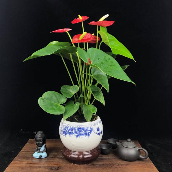 8種“漂亮花”別曬大太陽，一曬就耷拉，客廳不見光，養成綠森林