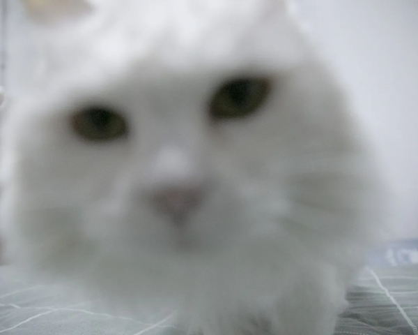 黑夜漸短，還剩多少時間能蹦迪？