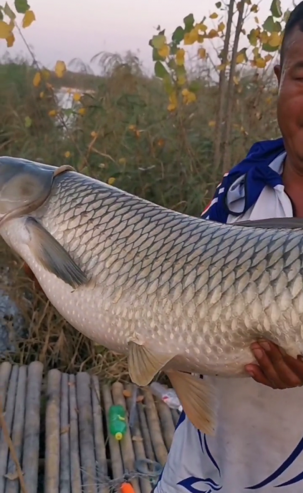 山東釣魚人野河釣起“草魚王”，1米多長，釣魚人：像頭小肥豬
