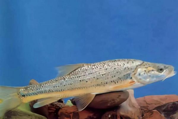 釣到這16種魚要注意!它們很容易看錯,一不小心就惹禍上身 釣到這16種魚要注意!它們很容易看錯,一不小心就惹禍上身