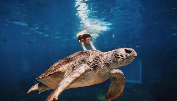 這輩子不後悔學了潛水;水下真的太美好了 這輩子不後悔學了潛水;水下真的太美好了