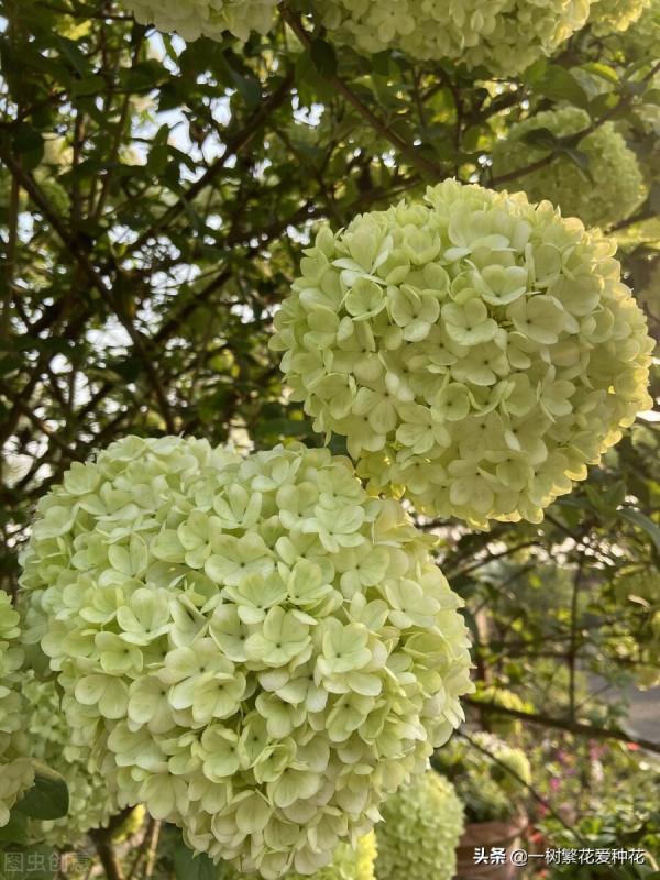 花比足球大的繡球，鬥球、麻球、歐繡球區別是什麼，選合適自家的